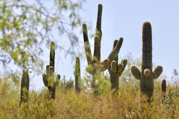 I-10 | Desert Botanical Garden