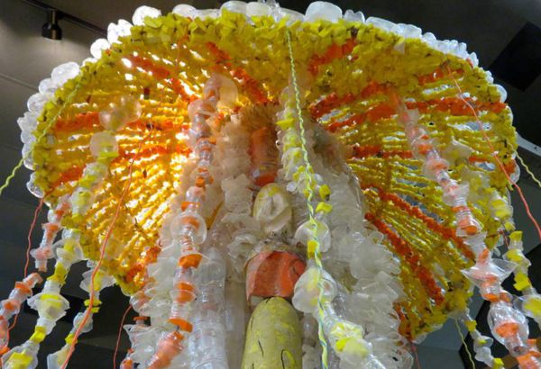 Marigold Jellyfish