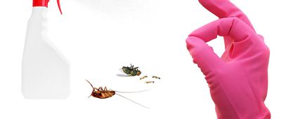 Ways to Evict Pests Naturally