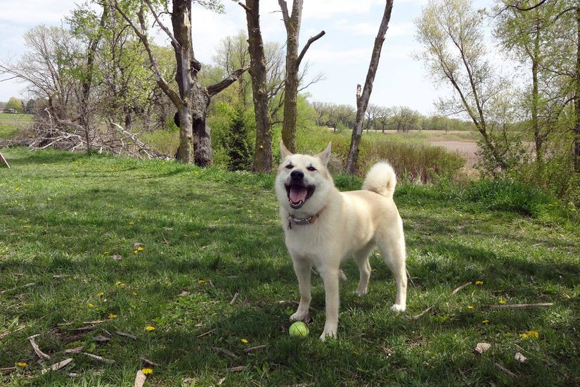 RV Parks, Campgrounds, and Resorts Where Your Dog is