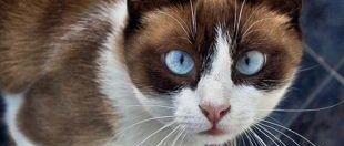 Cheapest Pets | 14 Low Maintenance & Inexpensive Pet ...