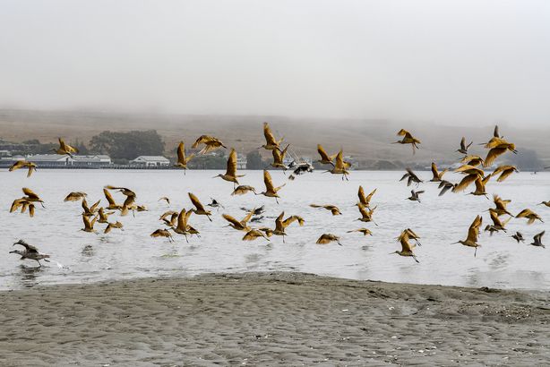 Bodega Bay, California, a Flock of Seabirds Flying Over the Beach