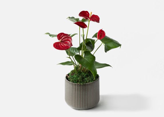 Urban Stems | Anthurium
