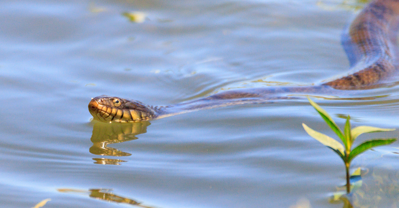 Water snake