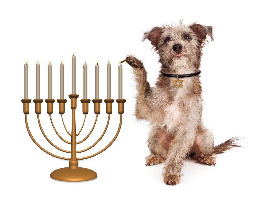 12. 8 crazy nights with this Hanukkah hound