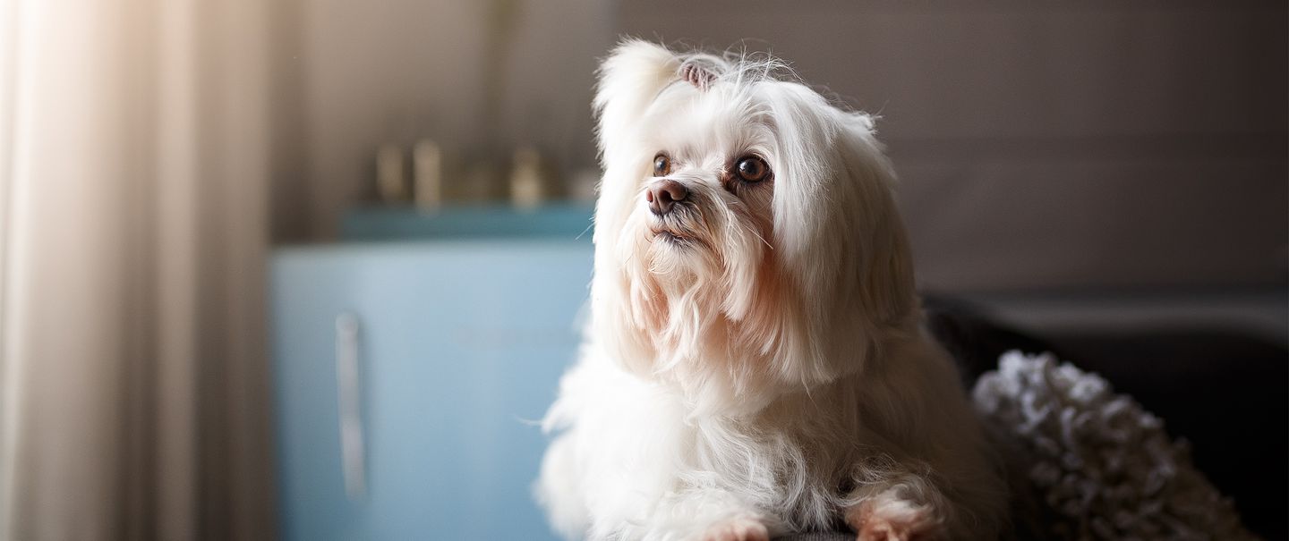 the 20 cutest dog breeds that don't shed with images