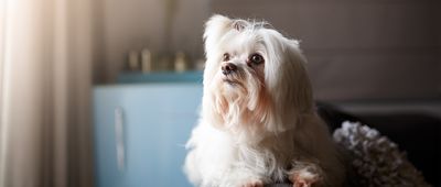 Dog Breeds That Don't Shed