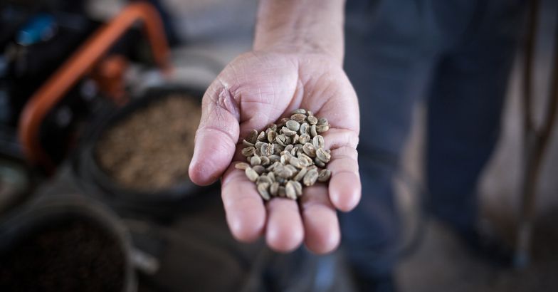 frank camacho inspects his coffee harvest in puerto rico
