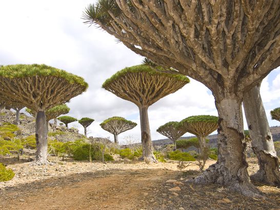 Dragon's Blood Trees