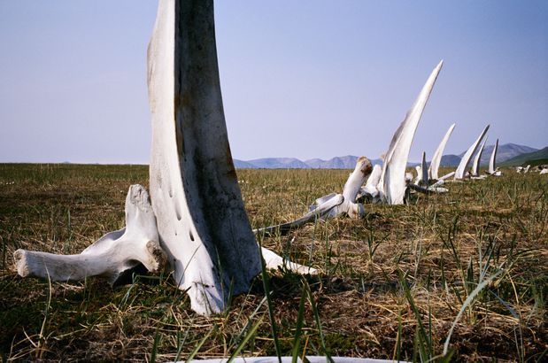 Whale Bone Alley