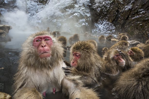 Jigokudani Monkey Park