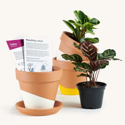 Horti | Best Place for Plant Subscriptions