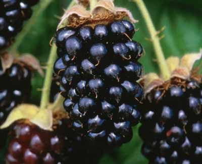 Marionberries