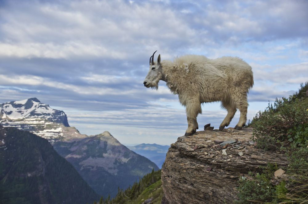 Mountain Goat in Glacier National Park