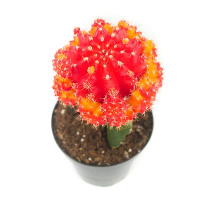 Lazy Gardens | Best for Cacti and Succulent Lovers