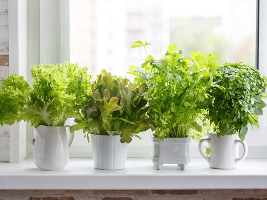 Treat Herbs Like Fresh Flowers