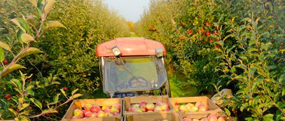 Apple Harvest