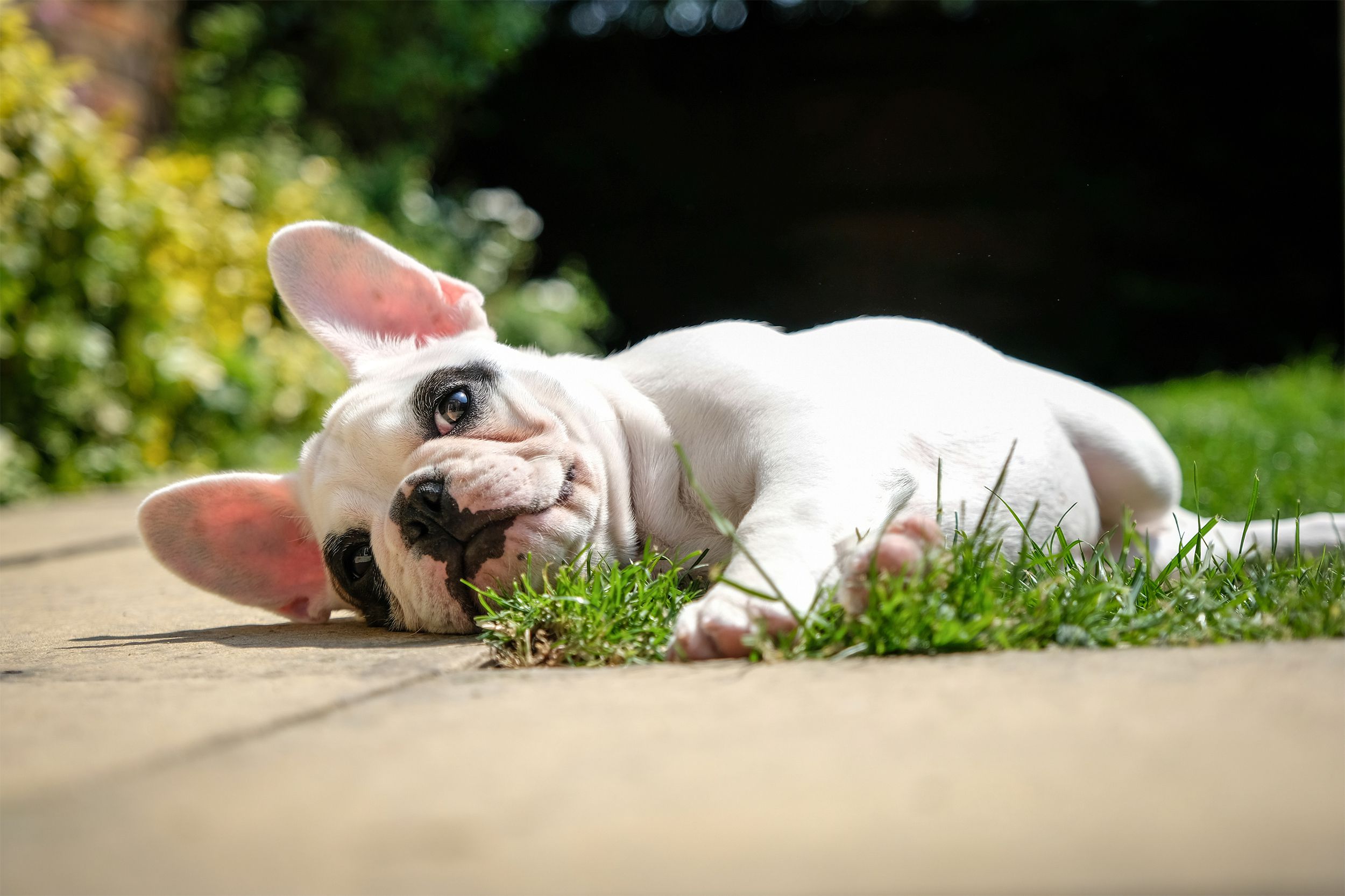 Pied French bulldog puppy lying down on the grass of a home's lawn, while looking up, with a blurred background of the lawn