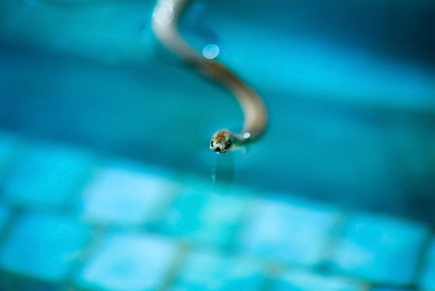 Pools Are Critter Haven