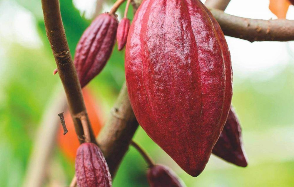 Ruby cacao pod