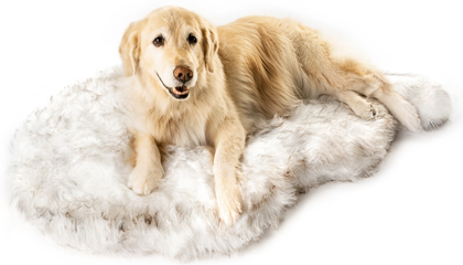 good looking dog beds