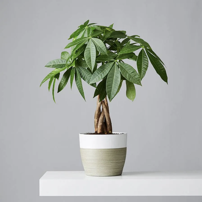 Plants.com | Best Place for a Wide Variety