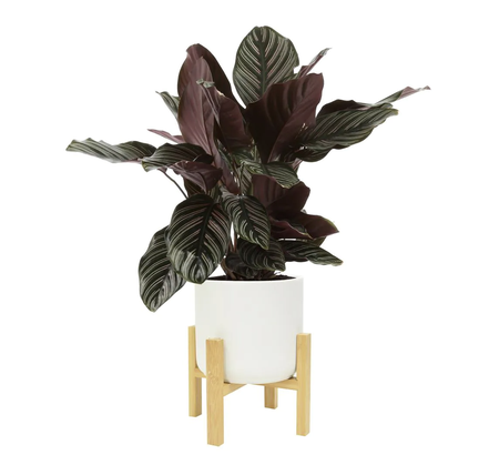 Home Depot | Calathea