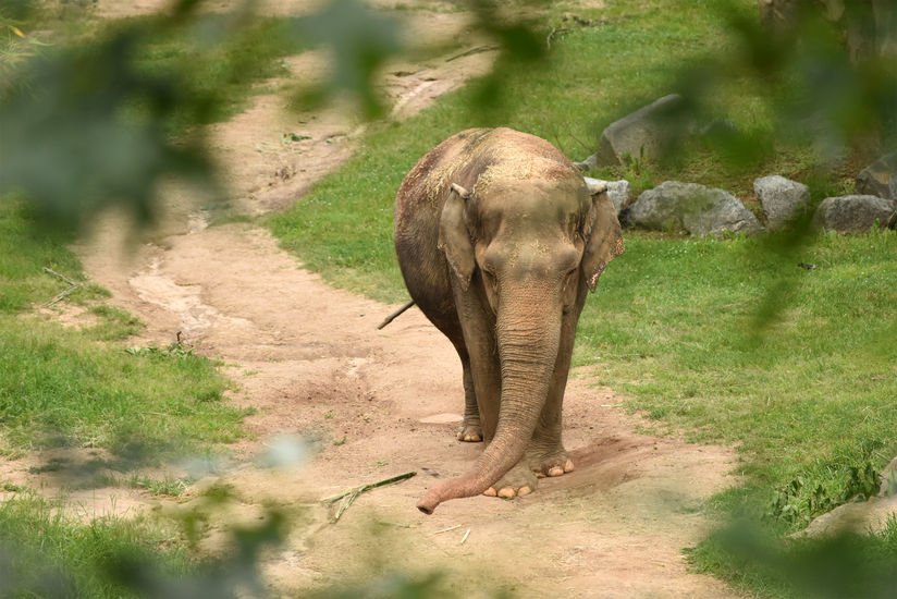 Best Zoo and Aquarium cams