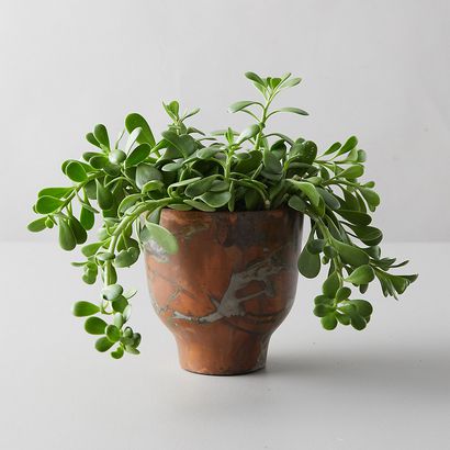 Terrain | Trailing Jade