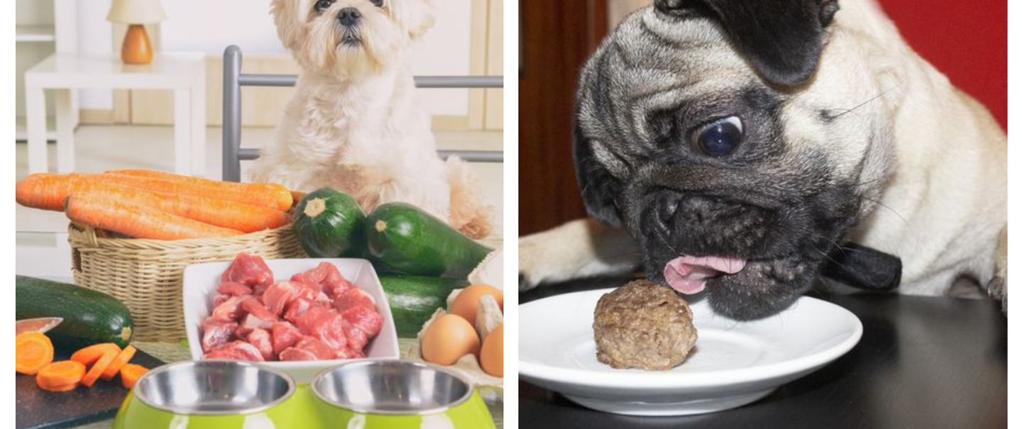 Healthy Homemade Dog Food Recipes Your Pet Will Love