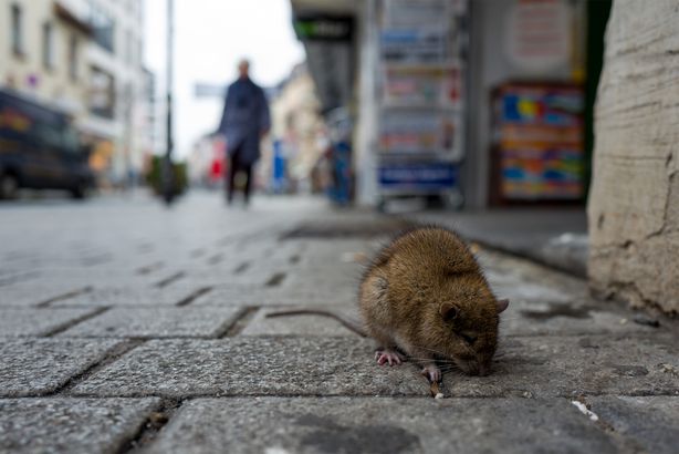 You Don't Flinch at the Sight of Rats