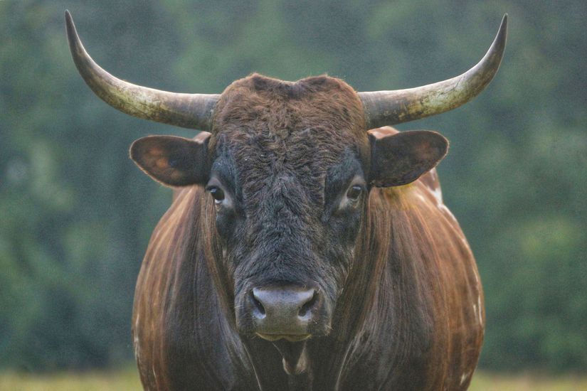 Taurus bull