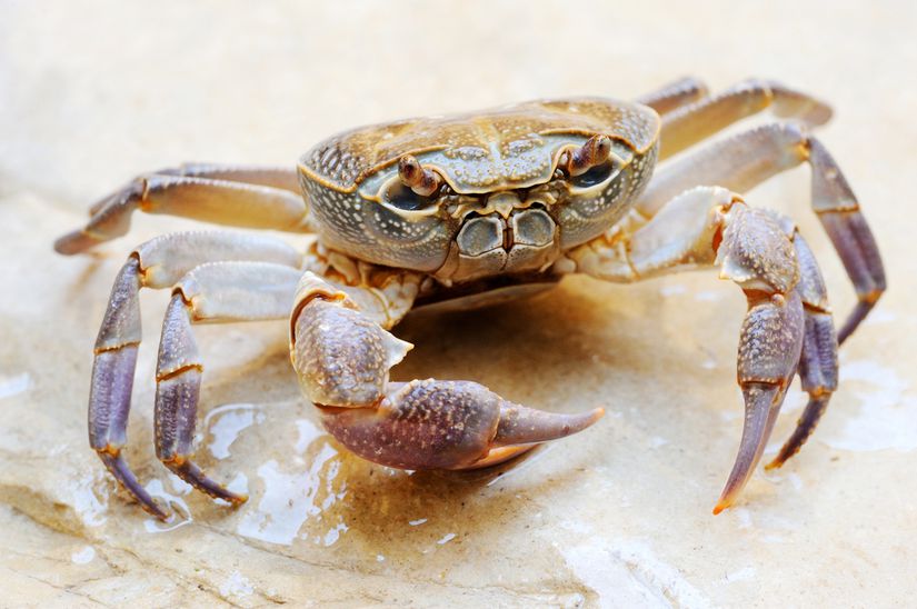 Crab