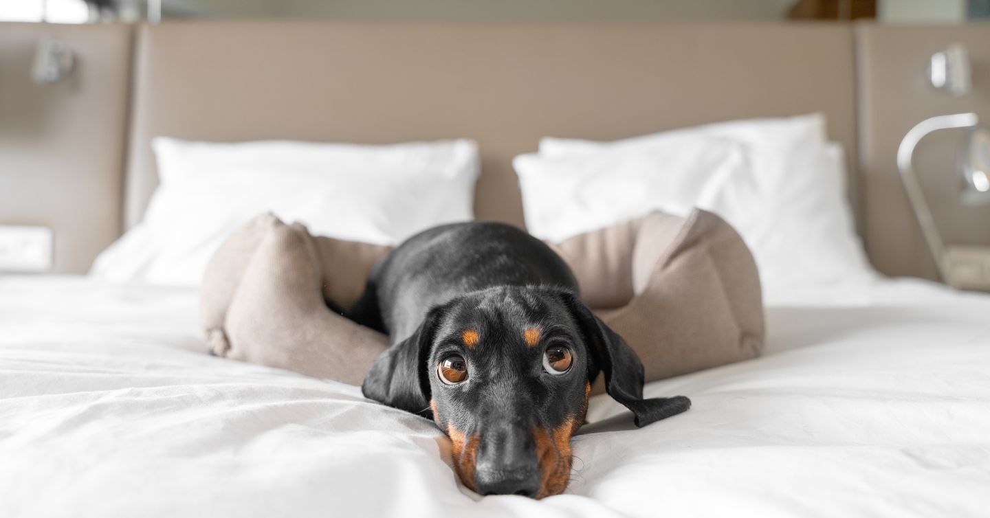 Best Pet-Friendly Hotels in the U.S. in 2022 Pet Friendly Hotels Near Me