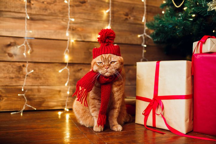 3. Christmas kitty