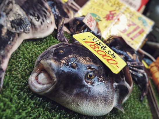 fugu meaning fugu meaning
