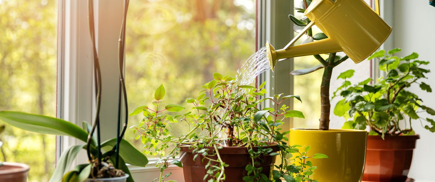 Best Places to Buy Houseplants Online for 2022 12 Sites that Sell and