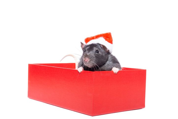 17. Not even a mouse