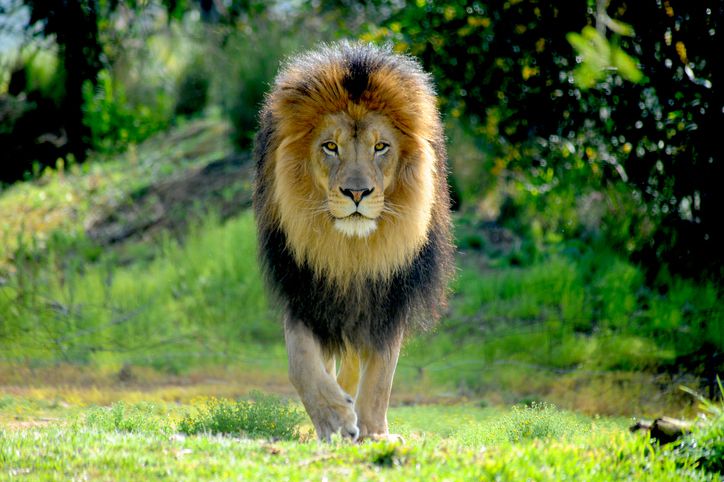 A lion