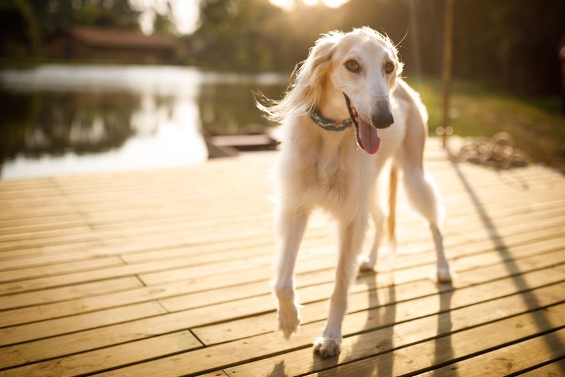 Smiling Saluki on deck by the lake