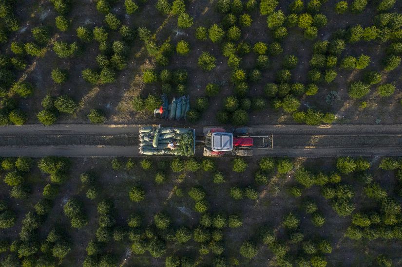 How the Price of Christmas Trees Has Changed Over the Years