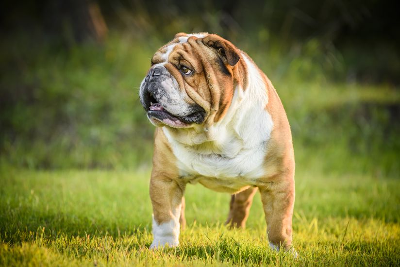 Portrait of English Bulldog