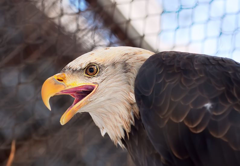 Where to See Bald Eagles