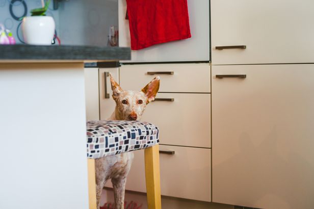 Podenco dog