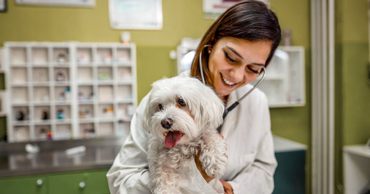 How Often Should I Take My Dog to the Veterinarian?