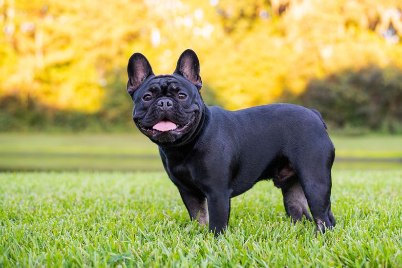 Black French Bulldog