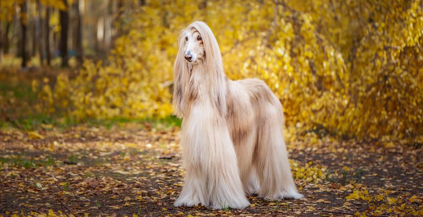 Dog, gorgeous Afghan hound, full-length portrait, against the background of the autumn forest, space for text