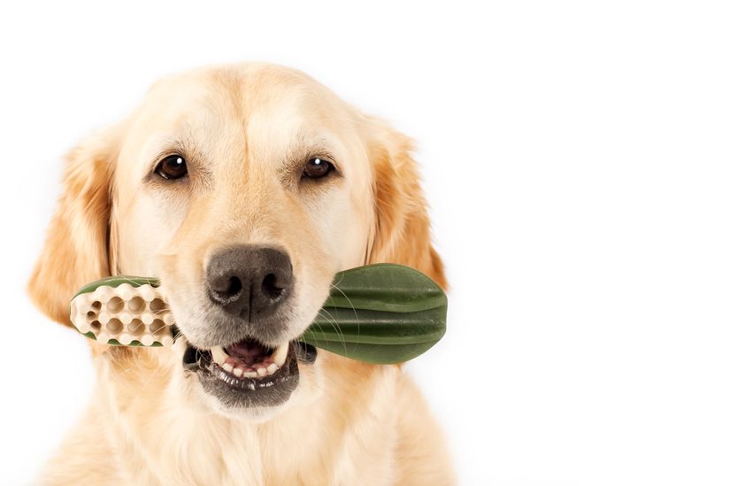 Tips for Cleaning Your Dog's Teeth at Home