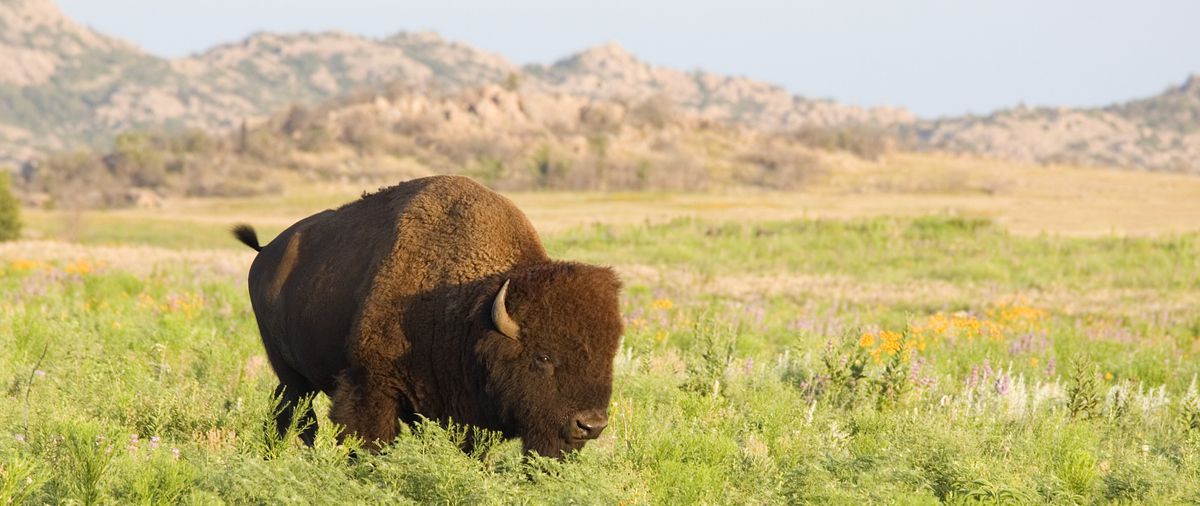Wichita Mountains Wildlife Refuge