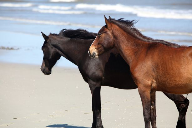 Georgia: Cumberland Island National Seashore